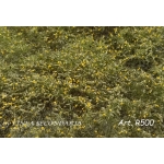 Rovi Cespugli fioritura gialla